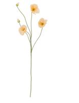 Bloomingville - Poppy Stem - Džiovintos gėlės - Kreminė spalva