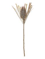 Bloomingville - Palmflower Stem - Džiovintos gėlės - Ruda
