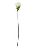 Bloomingville - Lily Stem - Džiovintos gėlės - Balta