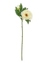 Bloomingville - Peony Stem - Džiovintos gėlės - Balta