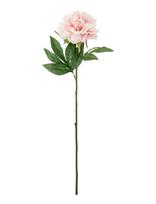Bloomingville - Peony Stem - Džiovintos gėlės - Rožinė