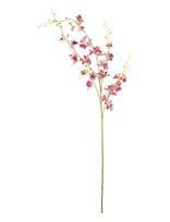 Bloomingville - Orchid Stem - Džiovintos gėlės - Rožinė