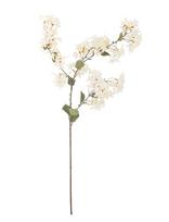 Bloomingville - Myrtle Stem - Džiovintos gėlės - Balta