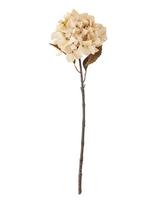 Bloomingville - Hydrangea Stem - Džiovintos gėlės - Kreminė spalva