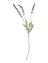 Bloomingville - Lavender Stem - Džiovintos gėlės - Violetinė