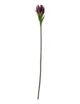 Bloomingville - Lily Stem - Džiovintos gėlės - Violetinė