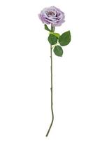 Bloomingville - Rose Stem - Džiovintos gėlės - Violetinė