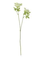 Bloomingville - Fennel Stem - Džiovintos gėlės - Balta