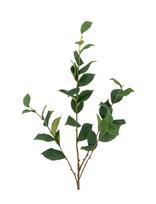 Bloomingville - Eucalyptus Stem - Džiovintos gėlės - Žalia