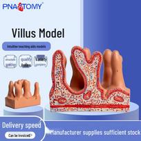Human Intestinal Villus Tissue Model - Anatomical Cross-section for Middle School Biology 20 x 15 x 16.5 cm