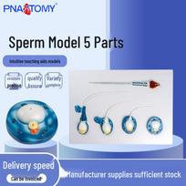 Five-Part Male Reproductive System and Sperm Model for Display and Medical Education 53x38x7 cm