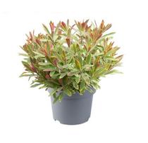 Vienmetė gėlė, karpažolė "Ascot Rainbow", vazonėlio skersmuo 14 cm.