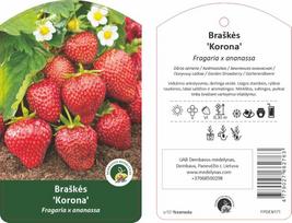 Braškės sodinukas "Korona", vazonėlis 3 l.