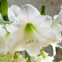 Amarilis (meilenis) 'Mont Blanc', svogūnas, 1 vnt.