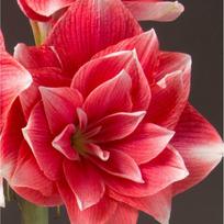 Amarilis (meilenis) 'Double Dream', svogūnas, 1 vnt.