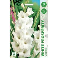 Kardelių svogūnėliai, lot. Gladiolus Baltas Prosperity, 5 vnt.