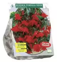Begonijų svogūnėliai, lot. BEGONIA PENDULA ROOD, 5 vnt