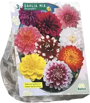 Jurginų svogūnėliai, lot. DAHLIA DECORATIEF MIXED, 3 vnt