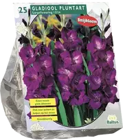 Kardelių svogūnėliai, lot. GLADIOLUS PLUMTART, 25 vnt