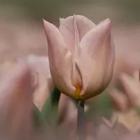 Tulpė ‘Apricot Copex', 15 vnt.
