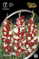 Kardelių svogūnėliai, lot. Gladiolus Zizane, 7 vnt.