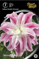 Lelijų svogūnėlis, lot. LILIUM SWEET ROSY