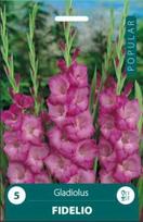 Kardelių svogūnėliai, lot. GLADIOLUS FIDELIO, 5 vnt.
