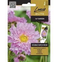 Paprastųjų kosmėjų sėklos DOUBLE DUTCH ROSE, 0,3 g