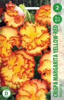 Kalijų svogūnėlis, lot. Zantedeschia Carmin Raudona