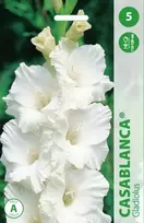 Kardelių svogūnėliai, lot. GLADIOLUS CASABLANCA, 5 vnt