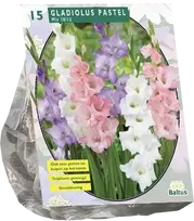 Kardelių svogūnėliai, lot. Gladiolus Pastel, 15 vnt.