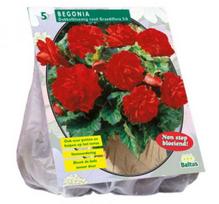 Begonijų svogūnėliai, lot. BEGONIA DUBBEL ROOD, 5 vnt