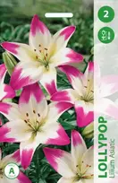 Lelijų svogūnėlis, lot. LILIUM LOLLYPOP, 2 vnt.