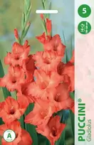 Kardelių svogūnėliai, lot. GLADIOLUS PUCCINI, 5 vnt.