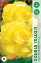 Begonijų svogūnėliai, lot. BEGONIA DOUBLE Geltonas, 2 vnt