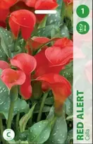 Kalijų svogūnėlis, lot. ZANTEDESCHIA Raudonas ALERT, 1 vnt.
