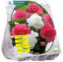 Begonijų svogūnėliai, lot. BEGONIA DUBBEL DUO ROZE WIT, 5 vnt