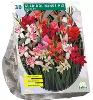 Kardelių svogūnėliai, lot. GLADIOLUS NANUS, 30 vnt