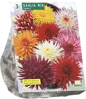 Jurginų svogūnėliai, lot. DAHLIA CACTUS MIXED, 3 vnt