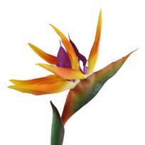 Talos dirbtinė gėlė Rojaus paukštis netikras augalas Šilkas Strelitzia Reginae namų dekoras oranžinė