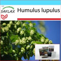 SAFLAX Dovanų rinkinys – Paprastasis apynis – 50 sėklų – Su dovanų dėžute, kortele, etikete ir vazono substratu – Humulus lupulus
