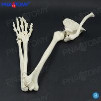 Upper Limb Skeleton Model: Scapula, Clavicle, Humerus for Orthopedic Study Length 80cm white