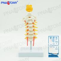 Human Cervical Vertebrae & Brainstem Skeleton Model for Orthopedic Teaching 16x11x22 cm