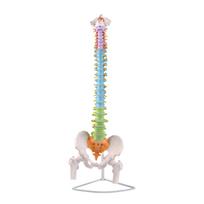 Human Spine & Pelvis Skeleton Model - 85CM for Neurology, Orthopedic, and Tuina Practice 85CM Height Skeleton gray