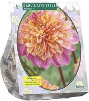 Jurginų svogūnėlis, lot. DAHLIA ANEMONE LIFESTYLE, 1 vnt