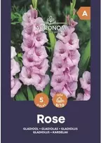 Didžiažiedžių kardelių svogūnėliai, lot. GLADIOLUS ROSE, 5 vnt
