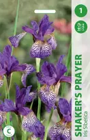 Vilkdalgių svogūnėlis, lot. IRIS SHAKERS PRAYER, 1 vnt