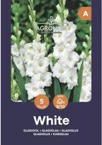 Didžiažiedžių kardelių svogūnėliai, lot. GLADIOLUS Baltas, 5 vnt