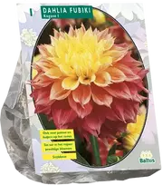 Jurginų svogūnėlis, lot. DAHLIA KOGANE FUBUKI, 1 vnt