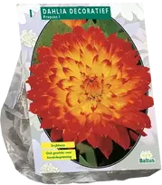 Jurginų svogūnėlis, lot. DAHLIA DECORATIEF PROYCON, 1 vnt